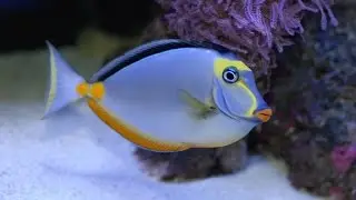 Naso lituratus : Naso Tang Marine Aquarium