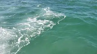 2019 SEADOO GTX 300 LIMITED - DUNEDIN CAUSEWAY - 3 ROOKER ISLAND - DOLPHIN WATCHING