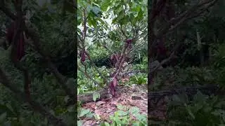 Poda perfecta de #cacao