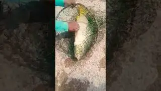 fishing in Pakistan 🐟 Big fish gulfam  🎣#fish #fishing