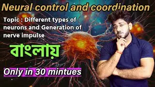 Different types of neurons and generation of nerve impulse