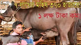 মহিষের সবচেয়ে বড় বিক্রয়কেন্দ্র থেকে আজকে দুধের ও প্রেগন্যান্ট মহিষ নিন পাঠকারি দামেKrishi and Khamar