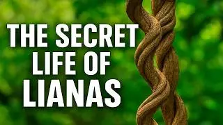 Lianas: The Secret Life of Forest Climbers | Nature&rsquo;s Hidden Architects Explained