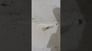 Hungry Daddy Long Legs vs. Swarming Larons! | Giant Cellar Spider Feeding