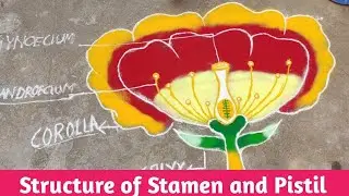 Typical structure of Stamen and pistil,#MY BOTANY