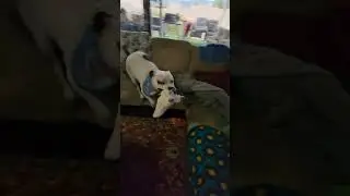 #dog #toys #easter #dogreactions 🥚