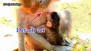 Million Pity baby Jilla, Newborn Jilla just born two days, Why mom Jill want stop milk