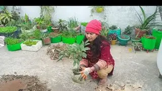 This Mini Garden 🪴 is live. happy gardening 💙