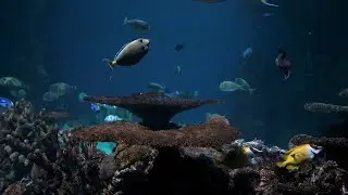 Stunning Underwater Footage Relaxing Soothing Sleep Music Rare & Colorful Sea Life Video