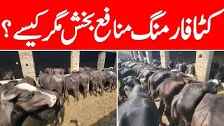 Trending Business Katta Farm PAKISTAN | Profitable Fattening Business Plan | Katti Farm Okara PUNJAB