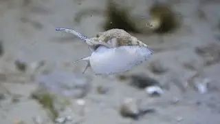 Buccinum undatum / Wellhornschnecke / Common Whelk