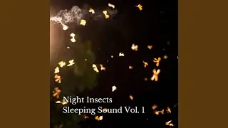 Insect Sounds At Night