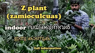Z plant( zamioculcas) indoor വയ്ക്കുന്നവർ ഇതു കാണണം ഉപകാരപെടും z plant part -02  full  information
