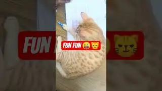 cat play time 🤣😜 #shorts #funny #cat #shortsfeed
