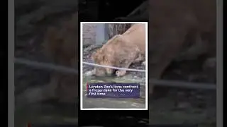 Львы Лондонского зоопарка впервые столкнулись с замерзшим озером 🦁🐾🥶