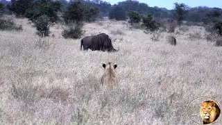 Sub Adults Of The Sweni Lion Pride Watch Lioness Trying To Hunt Wildebeest