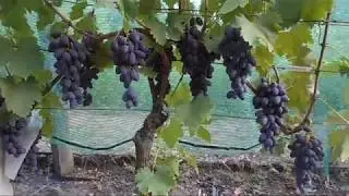 Csemegeszőlőim - Karmakod - 2017