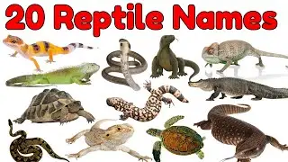 20 Reptiles Vocabulary for Kids | Lizards, Snakes, Turtles, Crocodiles & More | Fun Learning Video