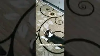 Pitbul Retnos