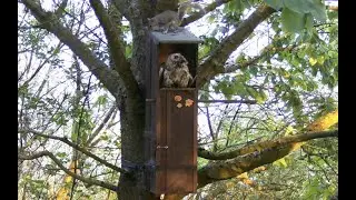 Squirrel annoys Tawny Owl - Nest box cam