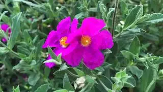 D I Y  Flower Essence