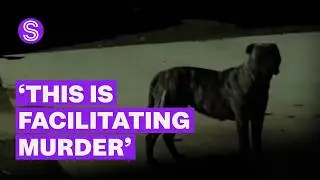 Politicians call for tougher penalties for owners of killer dogs after attack | Stuff.co.nz