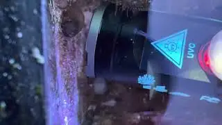 Reef delete on aiptasia 2