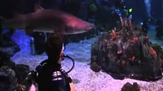 Disney Dive Quest at Epcot:  Wishes Family Travel