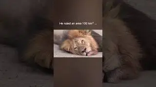 The Lion King That Was Killed 🦁👑 #cecilthelion #lion #lionking
