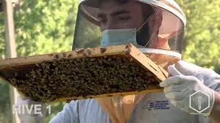 Apiary & Hive Inspection with a NYS Inspector- a NY Bee Wellness video