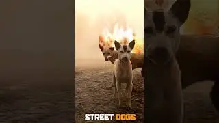 Street Dogs supremacy👿🔥 #streetdogs #dog #doglover #dogs#reels #explore #animal #funnyvideos#grwoth