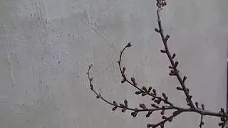 После дождика 16 Apr 2018 second