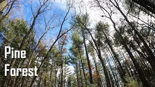 Исследуйте заповедник дикой природы Powder Mill Ledges в Смитфилде, штат Род-Айленд: Скрытый Севе...