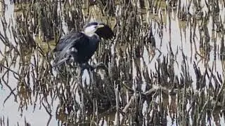 Shag (Little shag or pied shag?) - Orewa Estuary Walk, Auckland (18 Jan 2026)