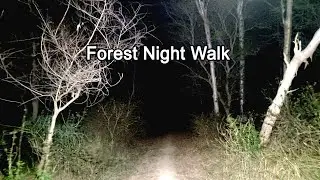 Inside Japan&rsquo;s Suicide Forest: A Night Walk Through A Haunting Landscape