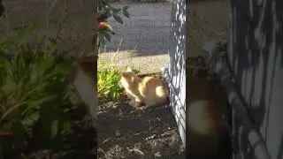 Cat catches Squirrel
