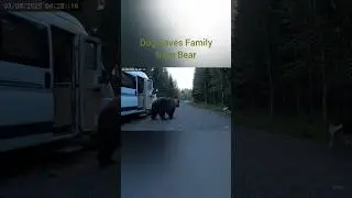 Bear Breaks into Camper &mdash; Dog's Bark Saves the Day! 🐻🐶