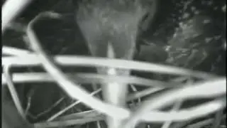 Starling nest building compilation 2