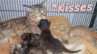 Adopted Kitten Gets Jealous of Big Rescued Cat cleaning Baby's Butt ~ The Poor Kitten Rescue