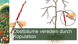 Obstb&auml;ume veredeln durch Kopulation
