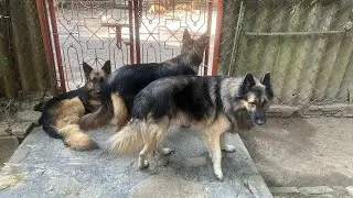 Family Moments: Mom, Me & Our Doggy’s Love 🐾💕@AnantRastogi 
