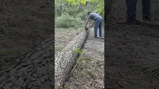 Logging Tape #logger #tapemeasure #shorts