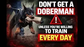 This Is What a Doberman Puppy Actually Takes