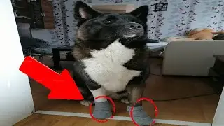 Hunderkrankung Fu&szlig;entz&uuml;ndung Hund Pododermatitis | American.akita_lucy