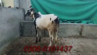 kheera vacha for 2025 || Dhanni Bull for sale || 0306-0161437