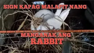 Nesting Rabbit || Rice Hay for Rabbits
