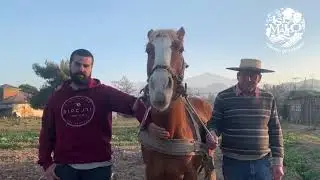 Enrique González, agricultor que mantienen viva la tradición del arado de palo junto a su yegua 🐎