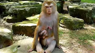 Very pity baby monkey requesting milk but got rejected