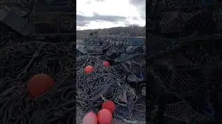 creels #shorts #creel #crabs #Sea