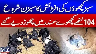 Green Turtle Breeding Season Begins | 104 Baby Turtles Released into the Karachi Sea | Breaking News
